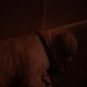 Meet your Posher, Simia